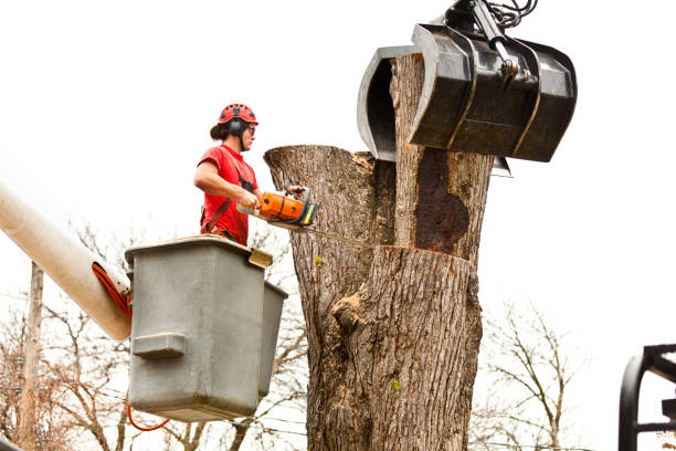 How Our Tree Care Process Works  in  Atherton, CA